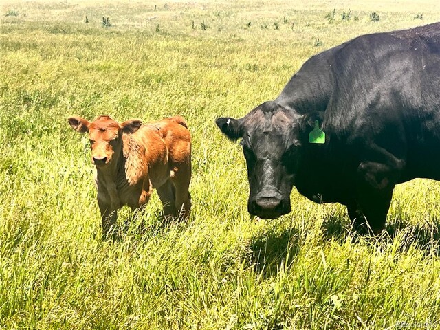 County Road 102, Elbert, CO 80106 - photo 35