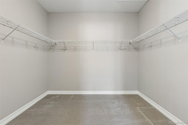 spacious closet featuring carpet floors