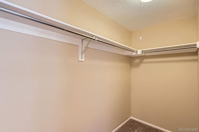 spacious closet featuring carpet