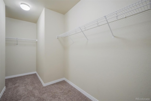 spacious closet featuring carpet flooring