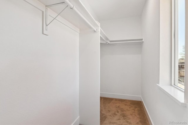 spacious closet featuring carpet floors