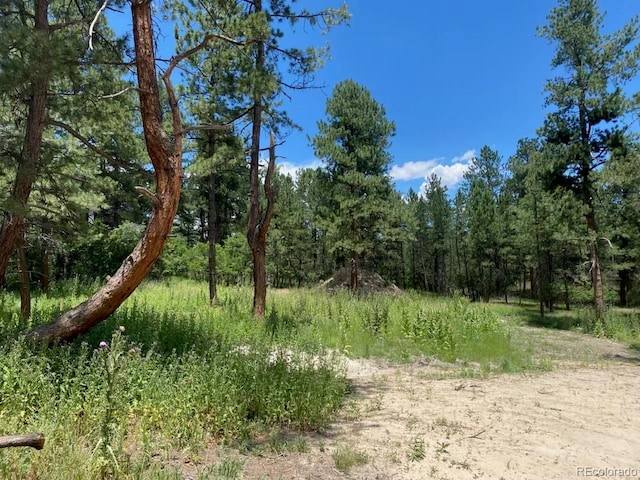 1025 Tenderfoot Dr, Larkspur, CO 80118 - view of woods