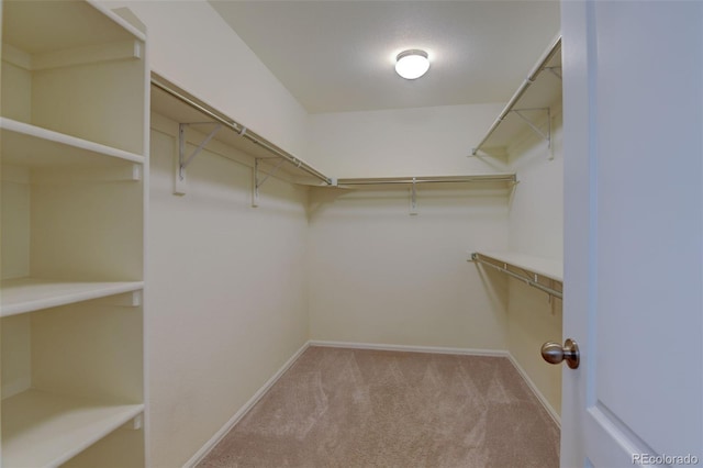 spacious closet featuring carpet flooring