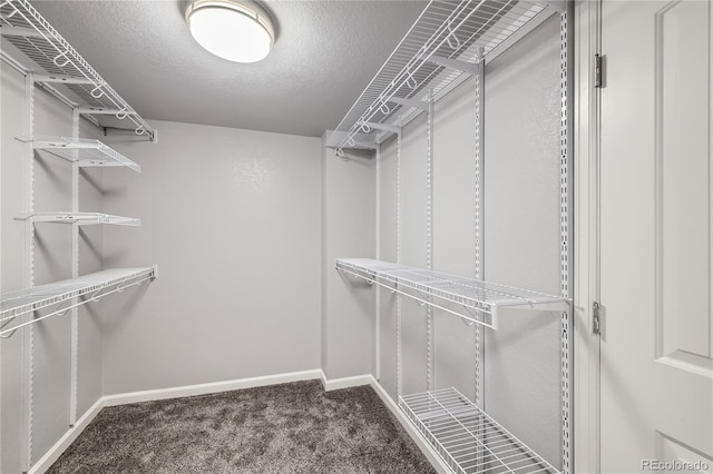 walk in closet featuring carpet floors