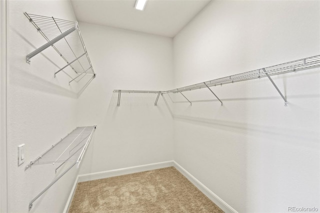 4011 W 149th Ave, Broomfield, CO 80023 - walk in closet featuring carpet