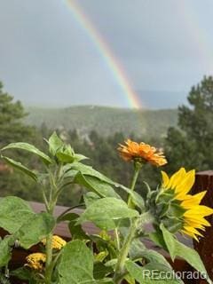 361 Crystal Peak Rd, Florissant, CO 80816 - photo 35