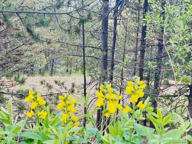 000 Alice Rd, Idaho Springs, CO 80452
