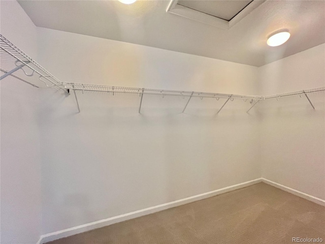 spacious closet with attic access and carpet flooring