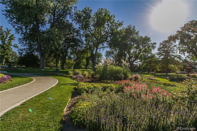 1313 S Clarkson St Unit 205, Denver, CO 80210 - view of home's community featuring a lawn and view of scattered trees
