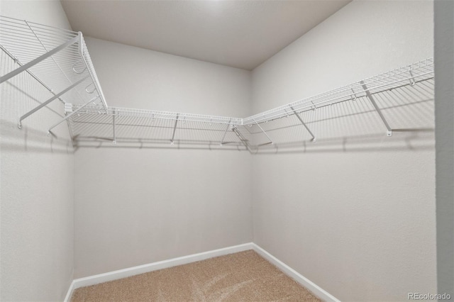 walk in closet featuring carpet