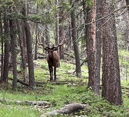 26273 Richmond Hill Rd, Conifer, CO 80443