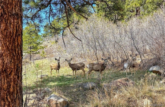 view of local wilderness