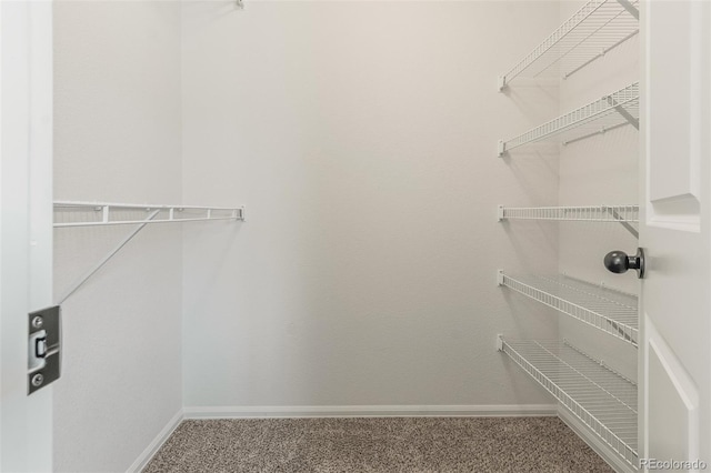 walk in closet featuring carpet flooring