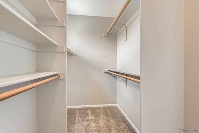 walk in closet featuring carpet