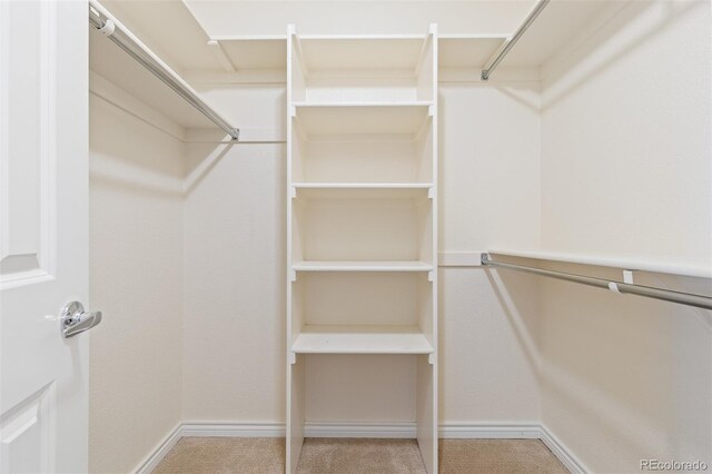 spacious closet featuring carpet flooring