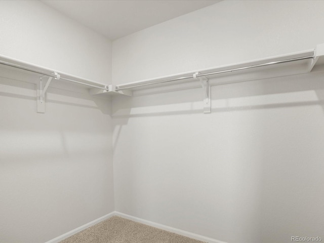 spacious closet featuring carpet flooring