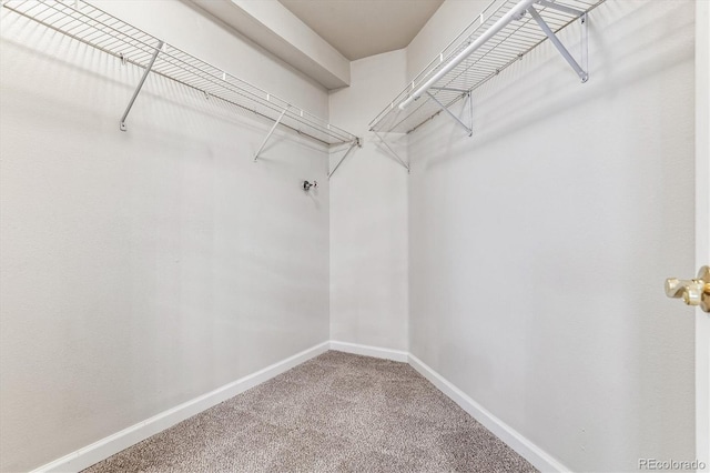 spacious closet featuring carpet flooring