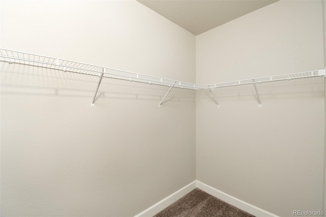 spacious closet featuring carpet