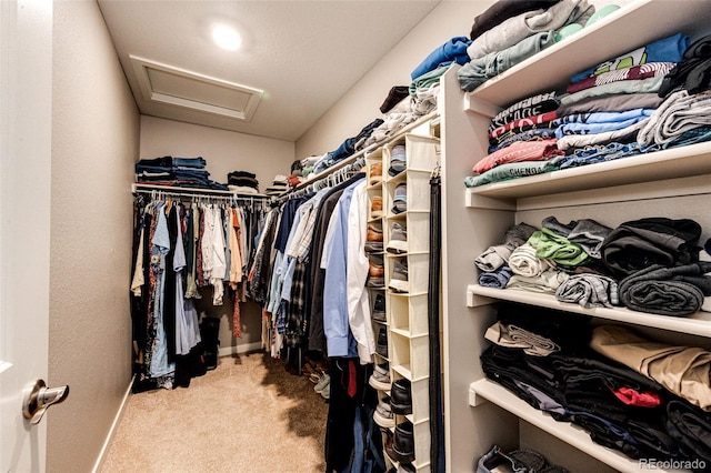 spacious closet featuring attic access and carpet