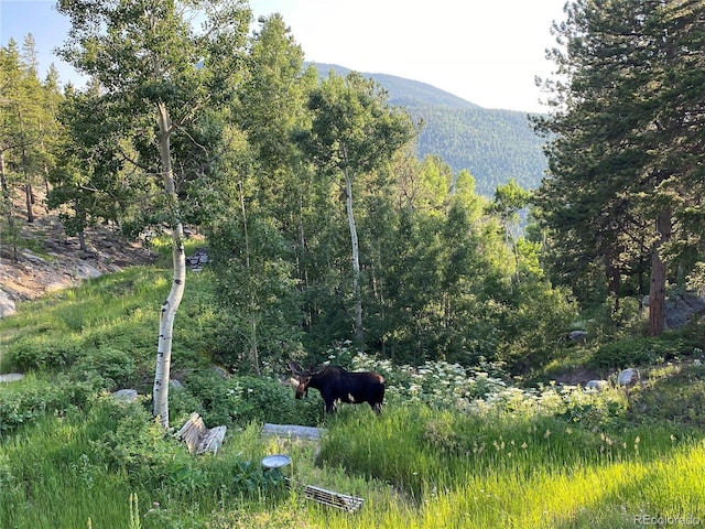 72 Rudi Ln W, Golden, CO 80403 - view of mountain backdrop with a heavily wooded area