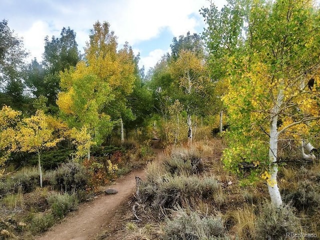 view of local wilderness