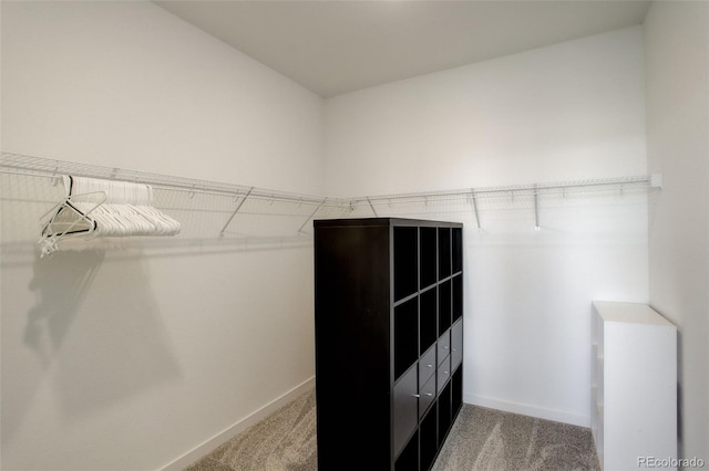 walk in closet with carpet floors