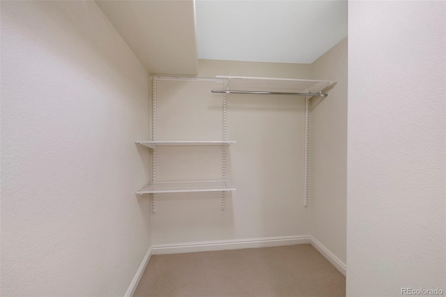 walk in closet featuring carpet flooring