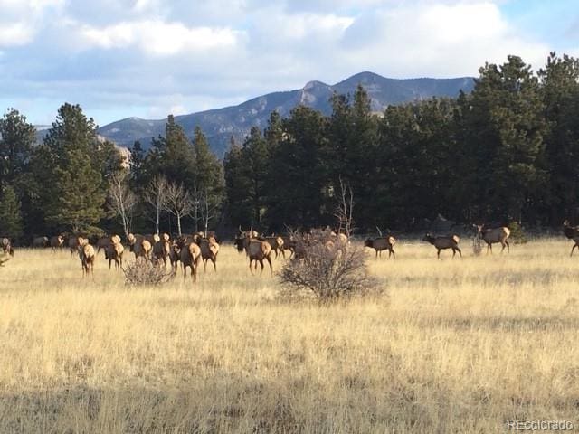 13909 Stone Chimney Ln, Pine, CO 80470 - view of mountain background with rural landscape and a forest