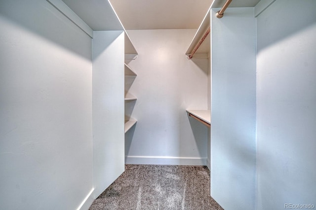 spacious closet featuring carpet