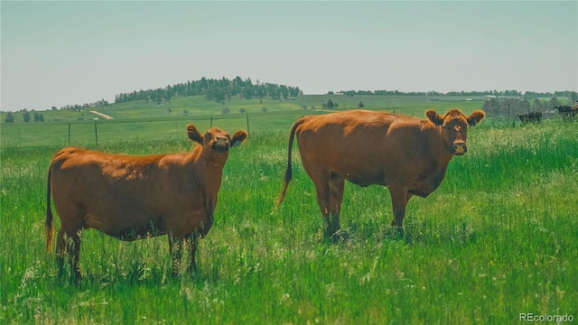 9455 County Road 94, Elbert, CO 80106 - photo 25