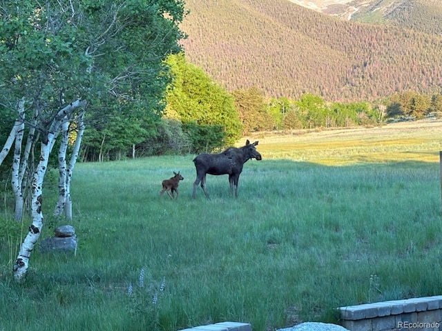 16202 County Road 327, Buena Vista, CO 81211 - view of yard with a wooded view and a view of countryside