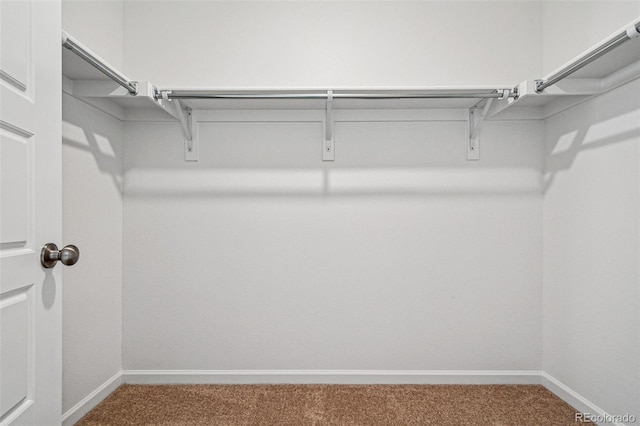 spacious closet featuring carpet