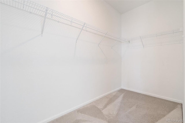 spacious closet featuring carpet