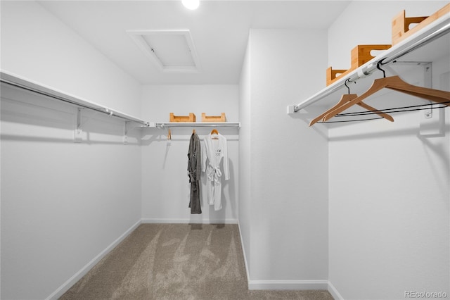 spacious closet with carpet floors and attic access