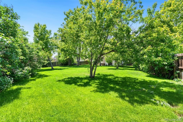 6544 Alkire Ct, Arvada, CO 80004 - view of yard