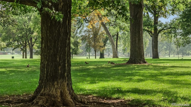 surrounding community featuring a yard