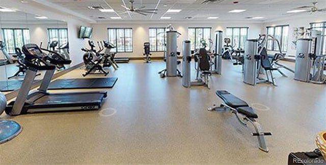 workout area with a drop ceiling, ceiling fan, and crown molding