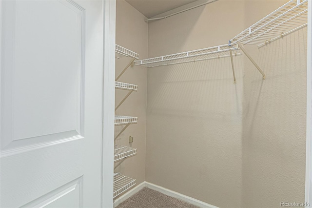 walk in closet with carpet floors