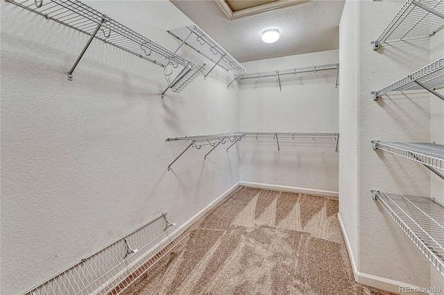 spacious closet featuring carpet floors