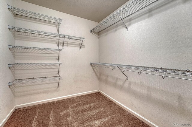 spacious closet featuring carpet flooring