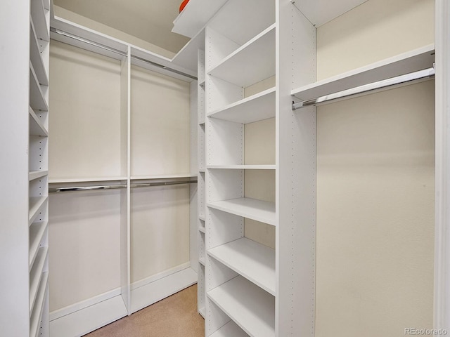 spacious closet featuring carpet