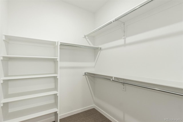 1826 Hickory Ave, Erie, CO 80516 - walk in closet featuring carpet