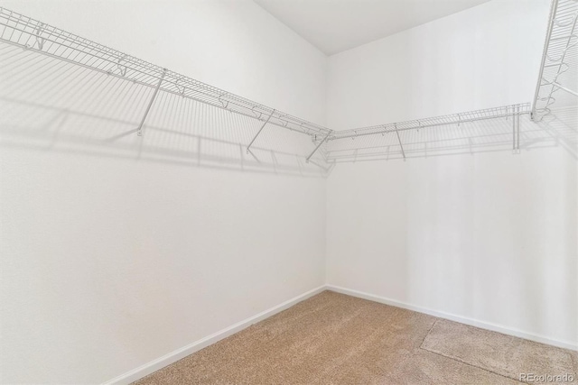 spacious closet featuring carpet