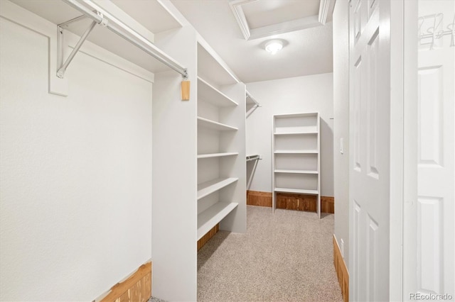 3901 Stonegrass Pt, Broomfield, CO 80023 - walk in closet featuring carpet flooring and attic access