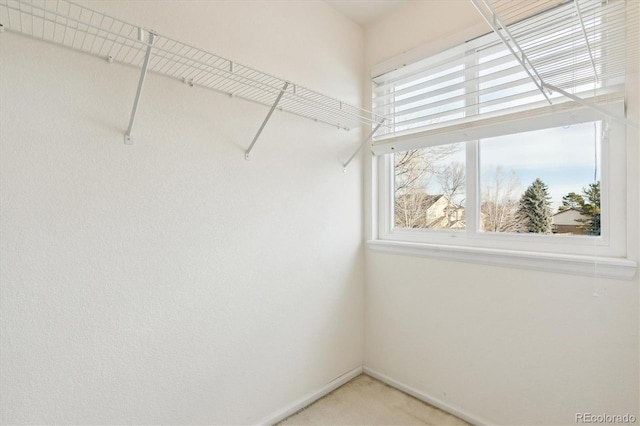 spacious closet with carpet