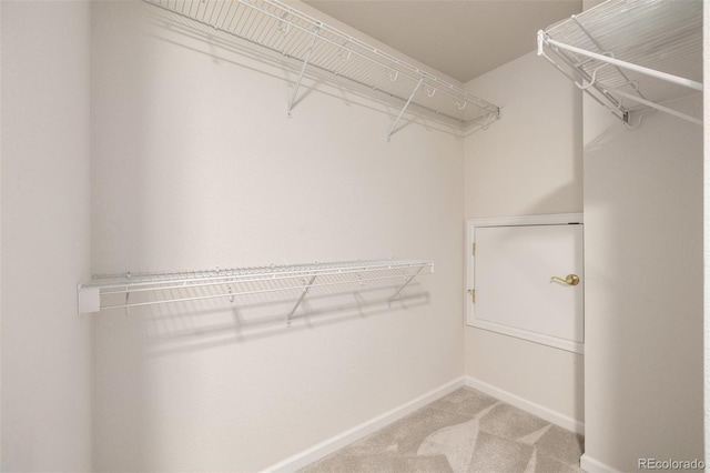 spacious closet featuring carpet flooring