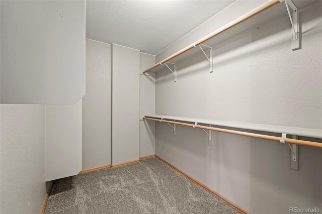 walk in closet featuring carpet