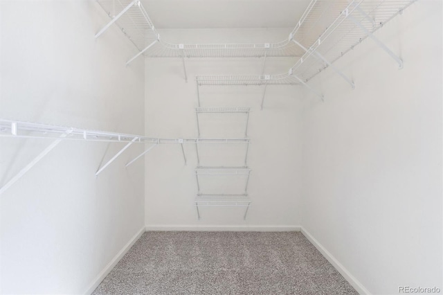 walk in closet with carpet floors