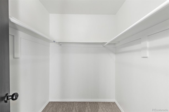 walk in closet with carpet flooring