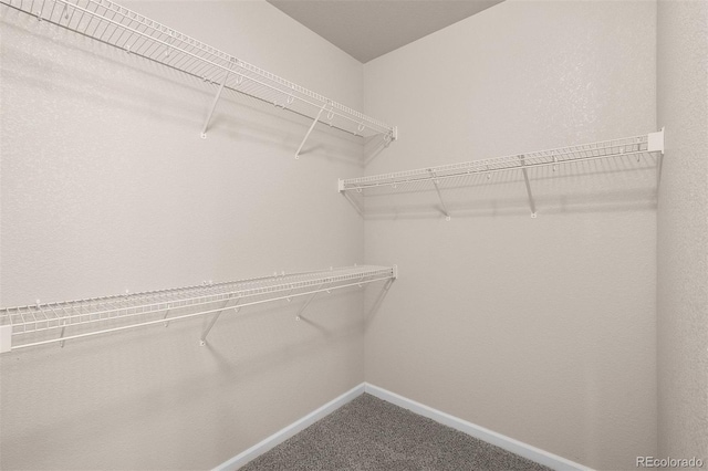 walk in closet with carpet flooring